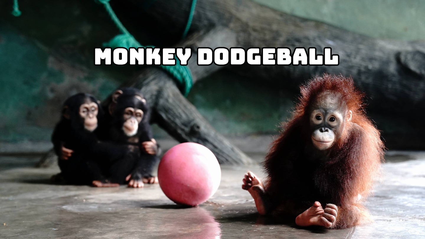 Monkey Dodgeball - Play VR Gun Shooting Games as a Monkey trailer 0