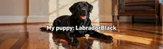 My puppy: Black Labrador hero image