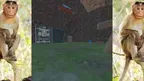 Ape Chaser screenshot 1