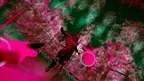Haunt n Seek: Silent Siren screenshot 1