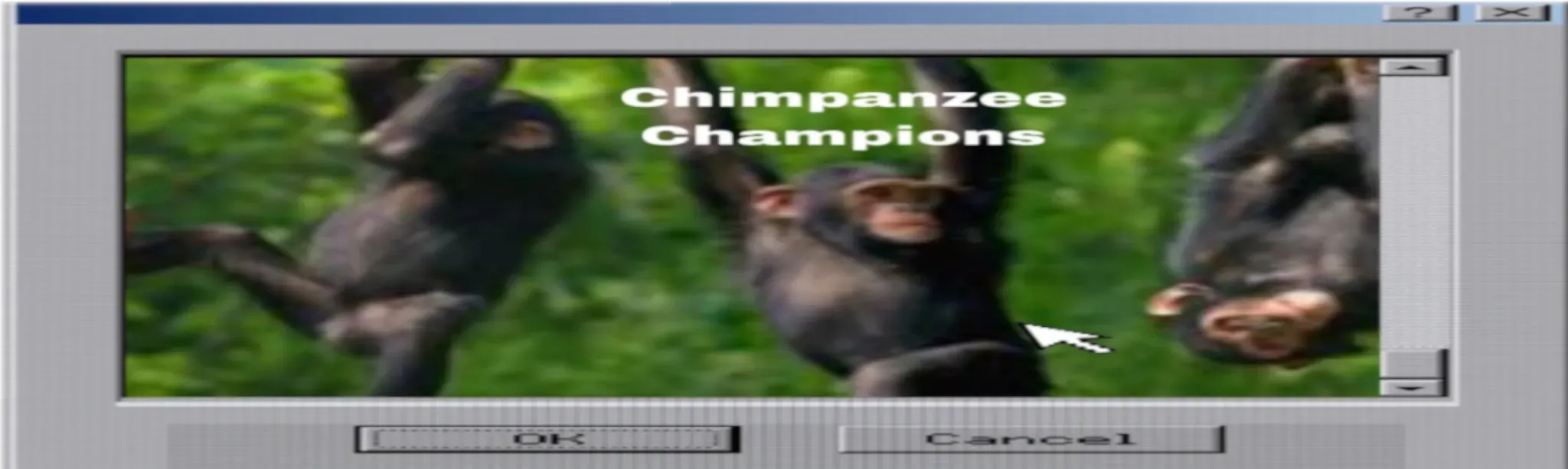 Chimpanzee Champions