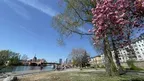 Calm VR: Cherry Blossom Riverside screenshot 2