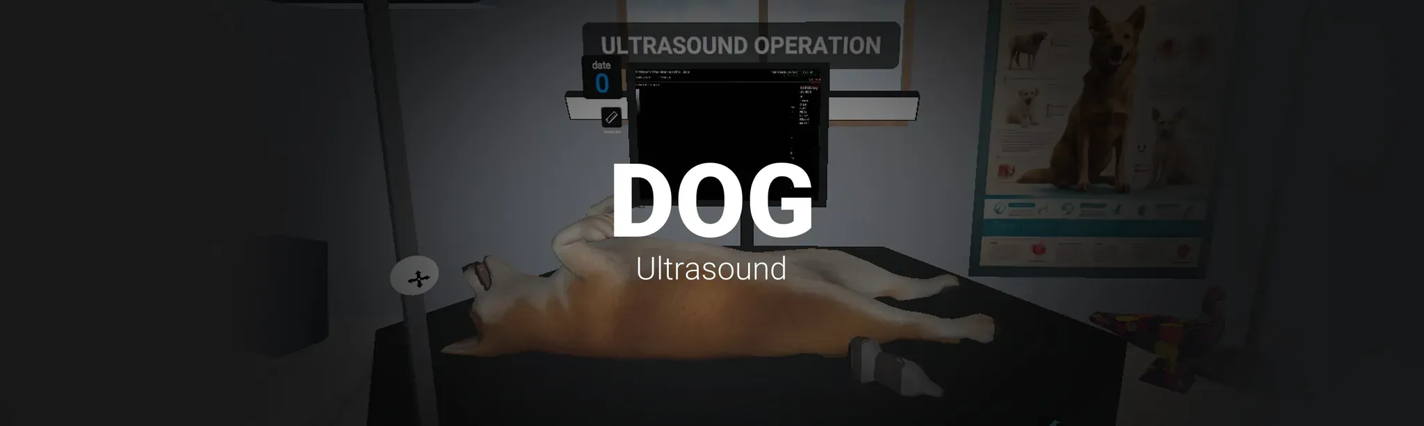 Dog Ultrasound