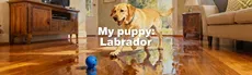 My puppy: Yellow Labrador hero image