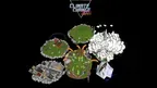 Climate Change Pinball screenshot 5