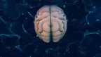 NEUROPILOT screenshot 2
