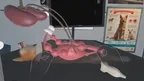 Dog Ultrasound screenshot 4