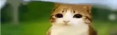 Meowl hero image