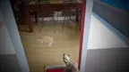 Plank and Kitty screenshot 2