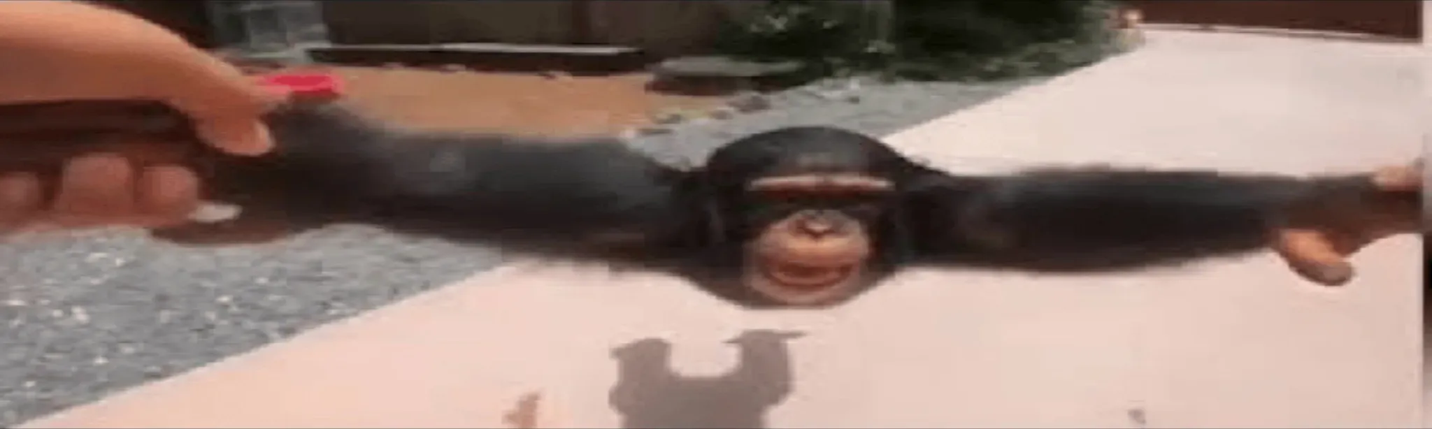 Gorilla Wonders