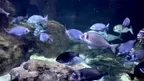 3D Aquarium Paris screenshot 2