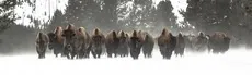 Monkey Runners ZONE hero image