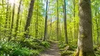 VRLIFE Nature Flow screenshot 4