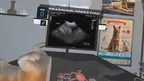 Dog Ultrasound screenshot 5