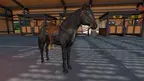 Horse Racing VR: Riding Simulator screenshot 2