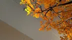 DreaMR: S. Rachmaninoff Preludes Op. 32 N1- 5 and N10 Mixed Reality (MR) scenes screenshot 5