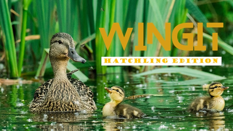 Developer update image for Hatching Baby Birds Chirping in WingIt