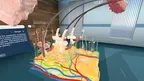 Human Anatomy VR screenshot 3