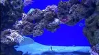 3D Aquarium Copenhagen screenshot 5