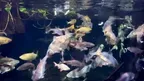 3D Aquarium Paris screenshot 1