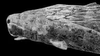 Or, The Whale (Mobile) screenshot 3
