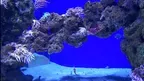 3D Aquarium Copenhagen screenshot 5