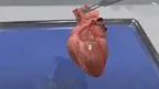  Dissection Simulator: Mammalian Organ Pack screenshot 1