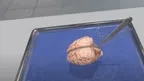  Dissection Simulator: Mammalian Organ Pack screenshot 5