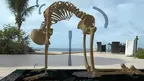Holo-Body : Yoga + Anatomy (Beta) screenshot 5