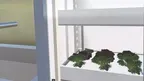 Smart Farm - Growing vegetables screenshot 5