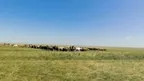 Mongolian Culture World Expo screenshot 1