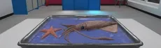 Dissection Simulator: Invertebrate Edition hero image