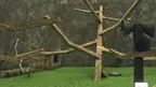 Baboon VR screenshot 0