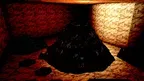 BABOOM screenshot 1