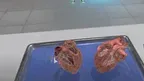  Dissection Simulator: Mammalian Organ Pack screenshot 4