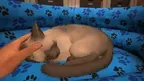 My Cat Simulator screenshot 1