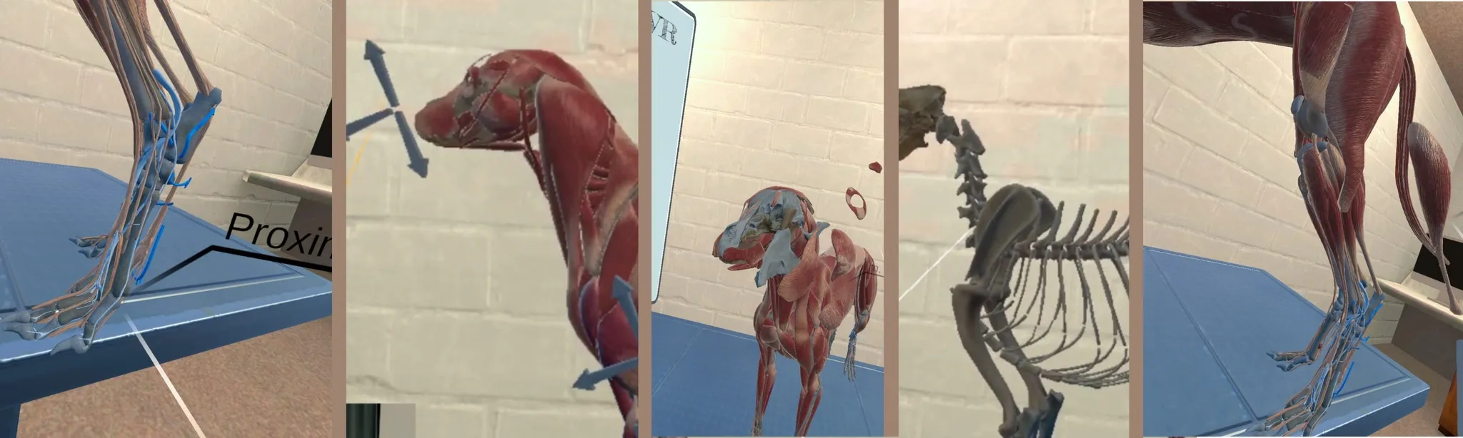 VET VR Anatomy Demo