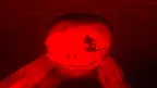 Scary Monkers Horror screenshot 4