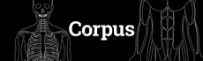 Corpus | Anatomy hero image