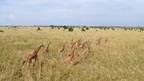 Murchison Falls: The Awarded Wildlife Adventure with Elephants, Lions and Hyenas screenshot 2