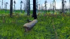 Forest Fire Regrowth screenshot 4