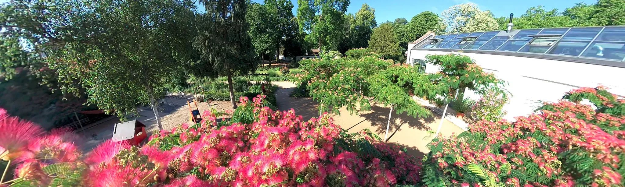 VR Relaxing – Over the Silk Tree Bloom