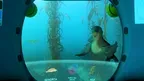 DIVE: An Inspiring Journey through California's Marine Protected Areas screenshot 5