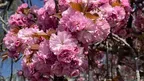 Calm VR: Cherry Blossom Riverside screenshot 0