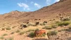 Bethlehem Historical Tour screenshot 3