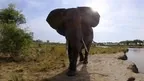 Murchison Falls: The Awarded Wildlife Adventure with Elephants, Lions and Hyenas screenshot 5