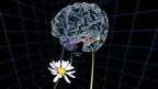 UW Virtual Brain Project screenshot 4