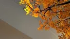 DreaMR: S. Rachmaninoff Preludes Op. 32 N1- 5 and N10 Mixed Reality (MR) scenes screenshot 5
