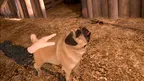 Can I Pet That Dog screenshot 2
