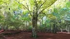 3D scan of a forest screenshot 2